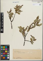 Foto von Salix hastata L.
